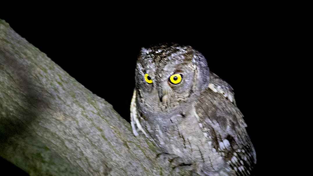 Eurasian Scops-Owl